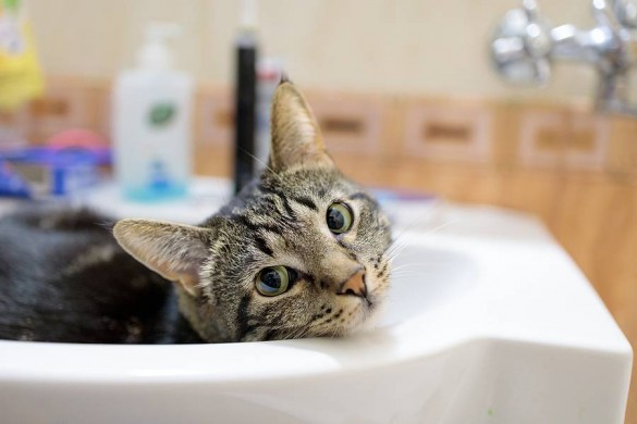 How to Pet-Proof Your Plumbing