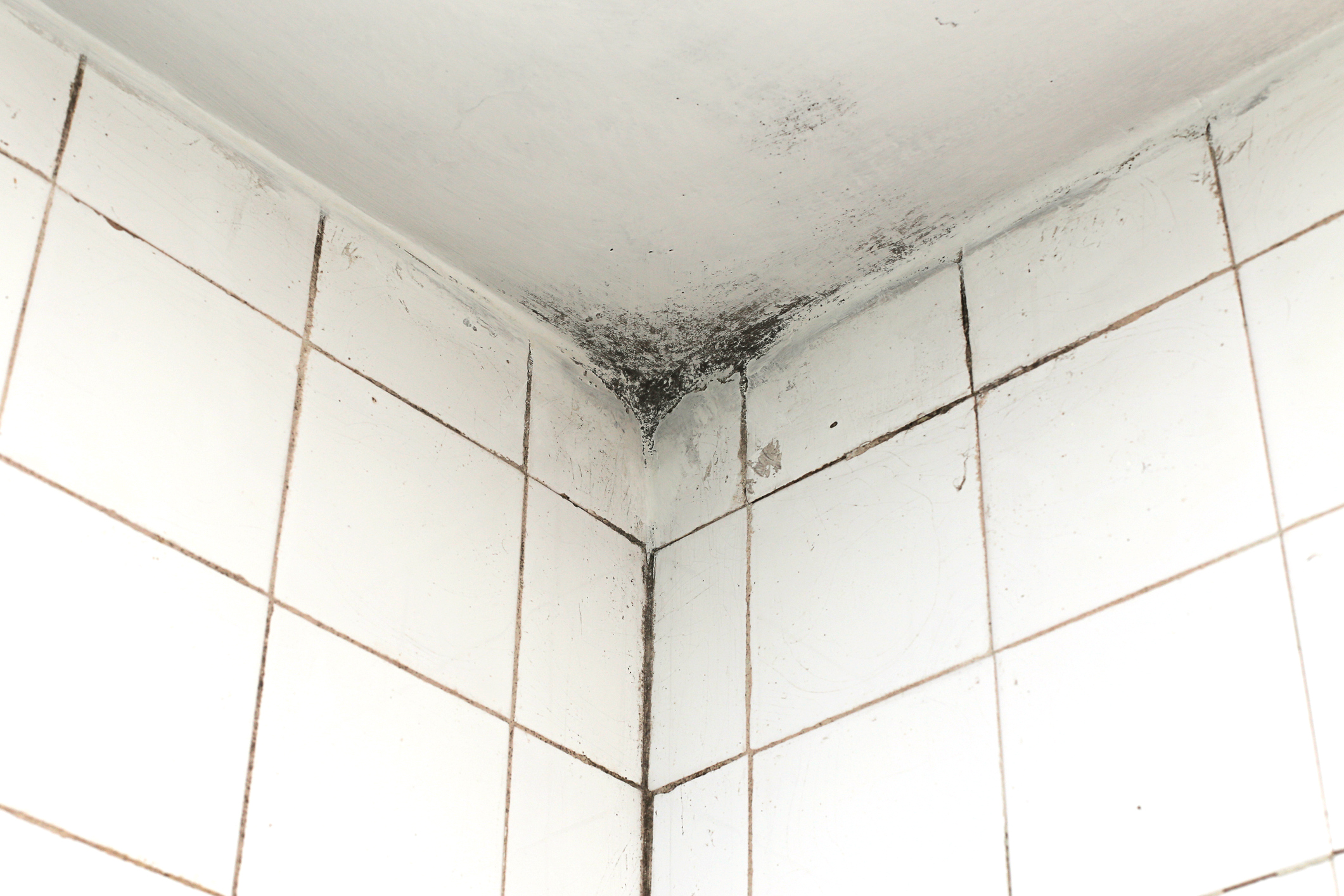 Tips to Prevent Mold Growth in Your Bathroom