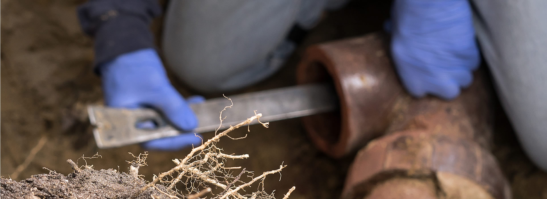 Removing Stubborn Roots 